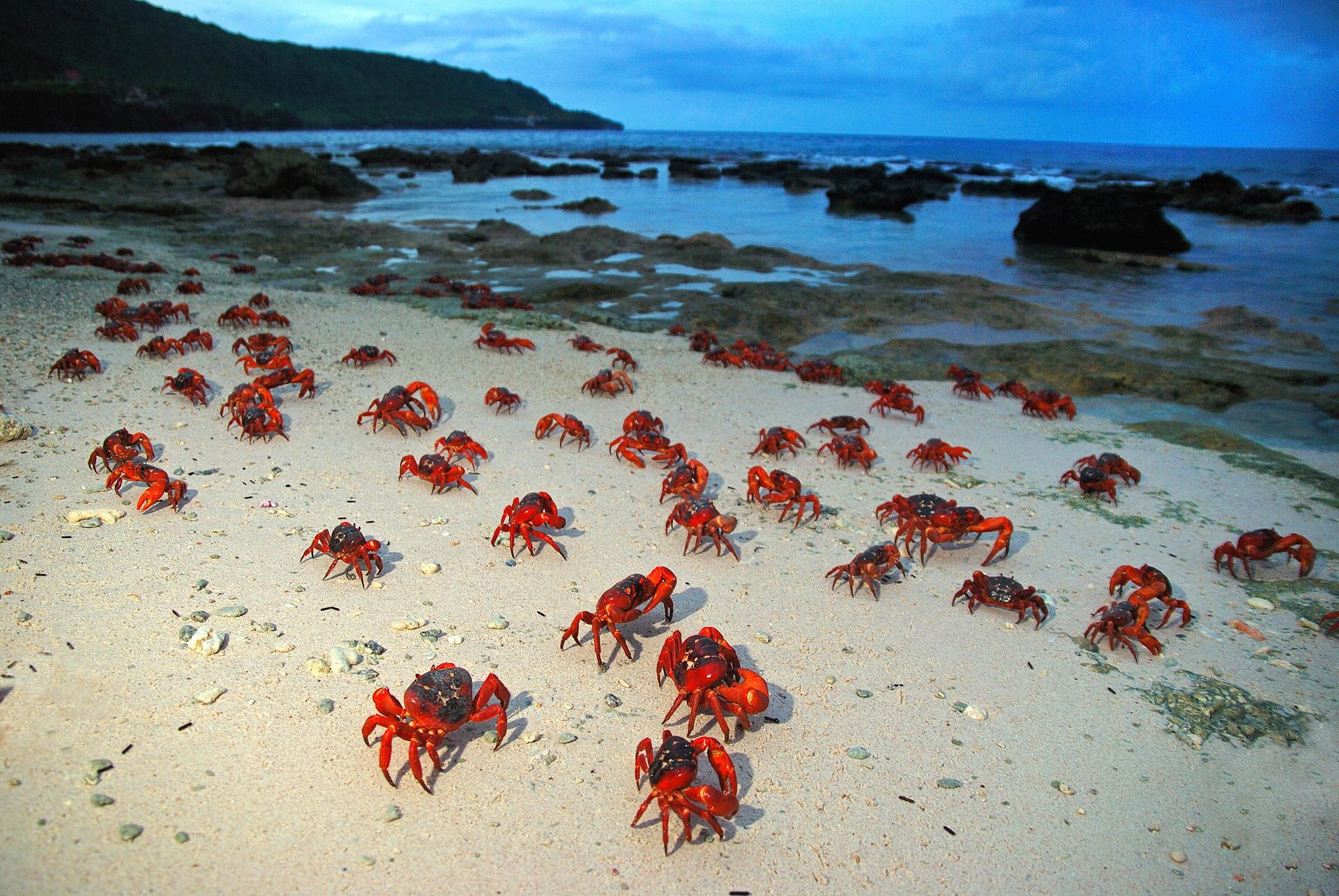 Red crabs of Christmas Island